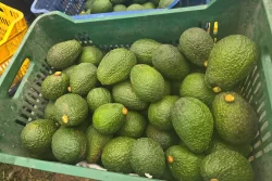 Pataz: Minera Poderosa impulsa la agroexportación de palta Hass en Chuquitambo