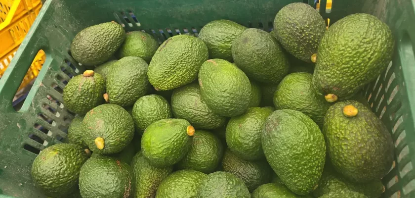 agroexportación de palta Hass