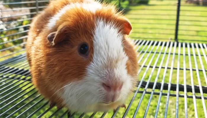 Antamina: nueva raza Merino promete mejorar la productividad de los cuyes en Huarmey