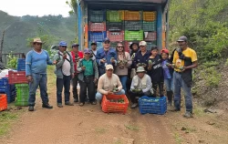 Minera Poderosa impulsa primera cosecha de palta Hass de exportación en Pataz