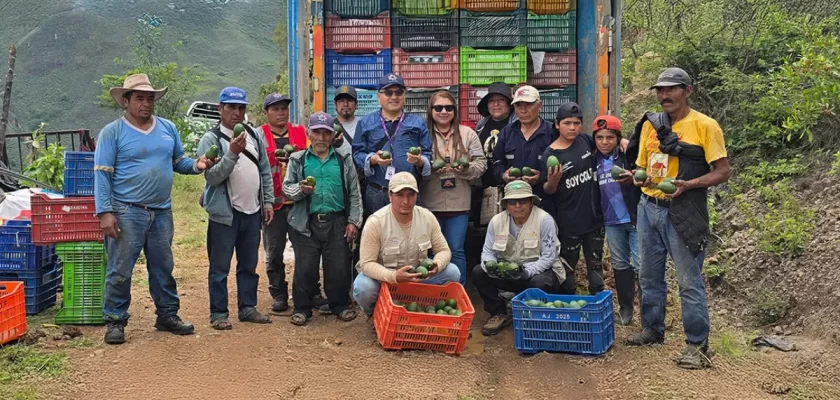 Poderosa impulsa primera cosecha de palta Hass de exportación en Pataz