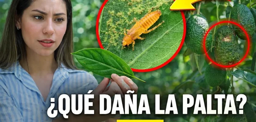 Pan American Silver Shahuindo, Condebamba Sostenible