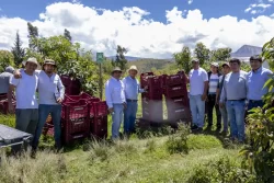 Pan American Silver Shahuindo impulsa primera cosecha de palta Hass certificada para exportación en el Valle de Condebamba, Cajamarca