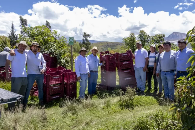 Pan American Silver Shahuindo impulsa primera cosecha de palta Hass certificada para exportación en el Valle de Condebamba, Cajamarca