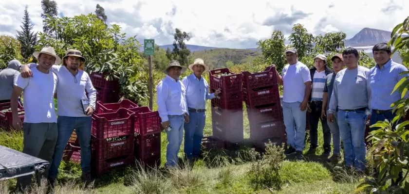 Pan American Silver Shahuindo, palta Hass