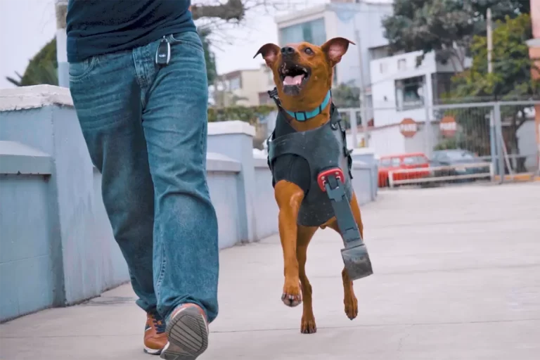 Dog Stop Motion