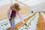 Southern Perú impulsa cultivo de fresas en Moquegua