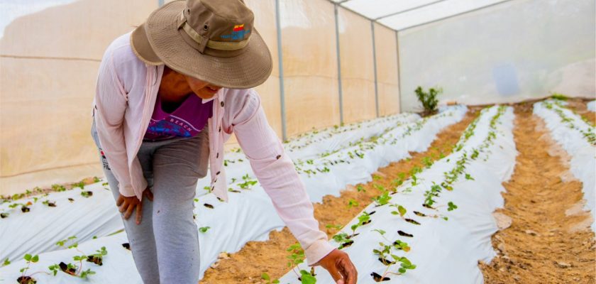 Southern Perú impulsa cultivo de fresas en Moquegua