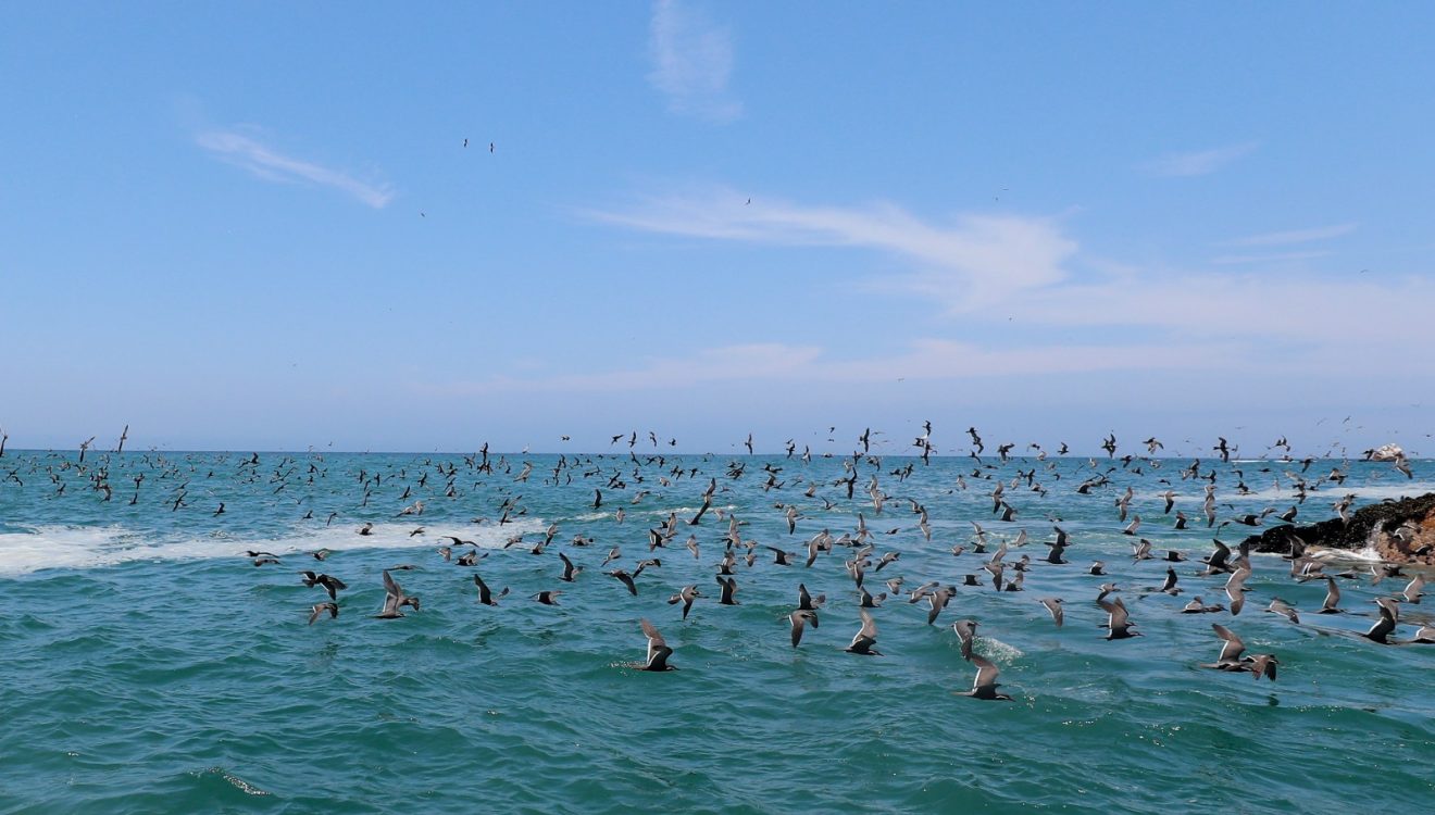 biodiversidad de Perú
