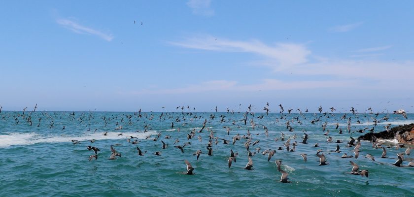 biodiversidad de Perú