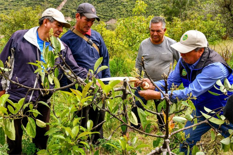 Southern Perú cultivo de palta en Tapairihua
