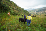 Gold Fields desarrollo agropecuario en Cajamarca