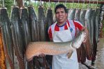 PetroTal paiche Sodexo