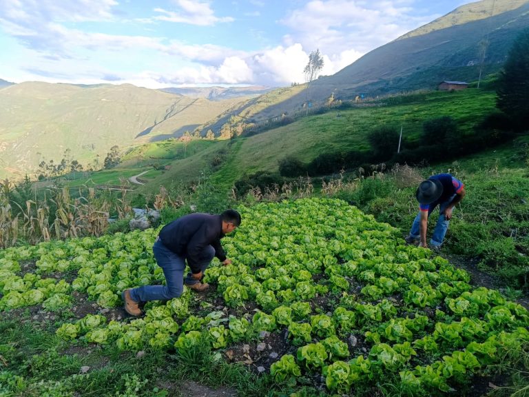 Proyecto Haku Wiñay - hortalizas usuario Videal Bautista Vargas centro poblado Cotahuacho - Apurímac