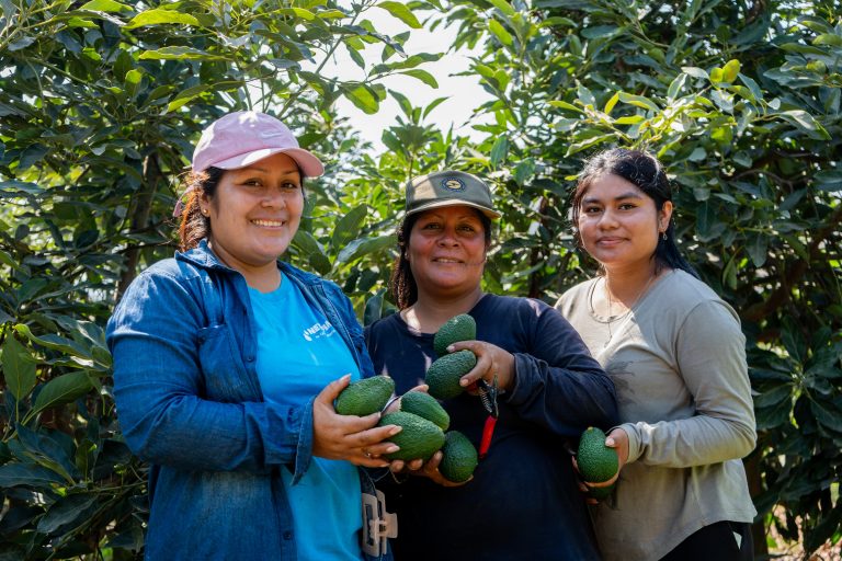 Valle Fortaleza palta hass