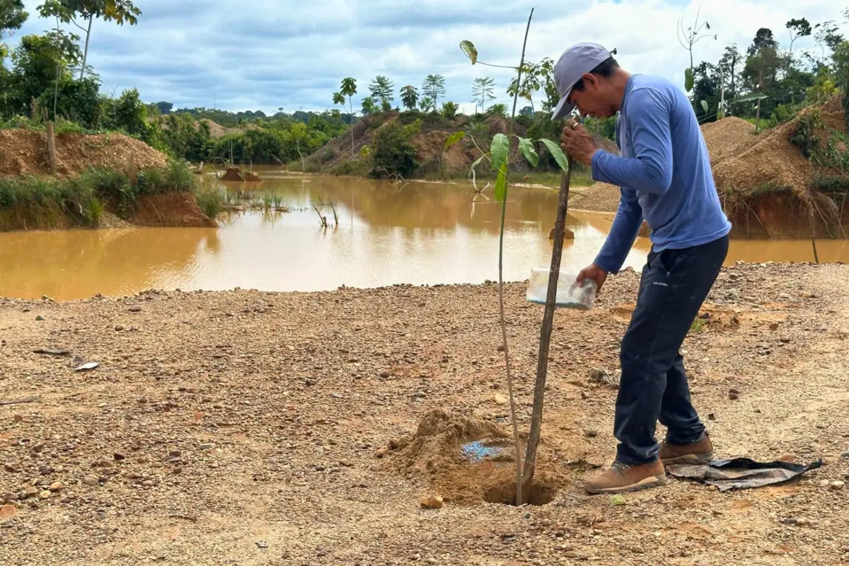 IIAP recupera 350 hectáreas afectadas por minería ilegal y beneficia a 176 familias en Madre de Dios