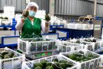 Tacna exportación de palta Hass