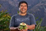 Palta Hass de Chuquitambo