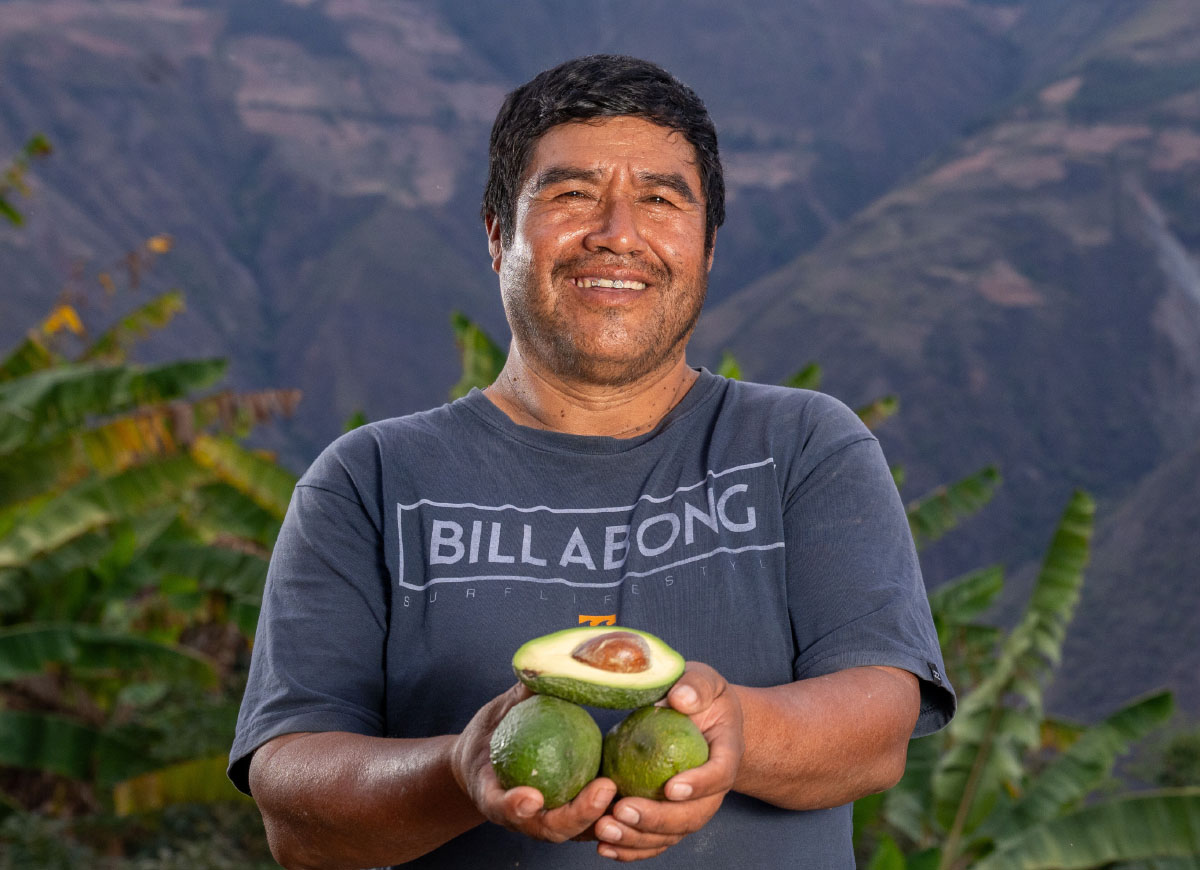 Palta Hass de Chuquitambo: productores de Pataz abren camino a nuevos mercados