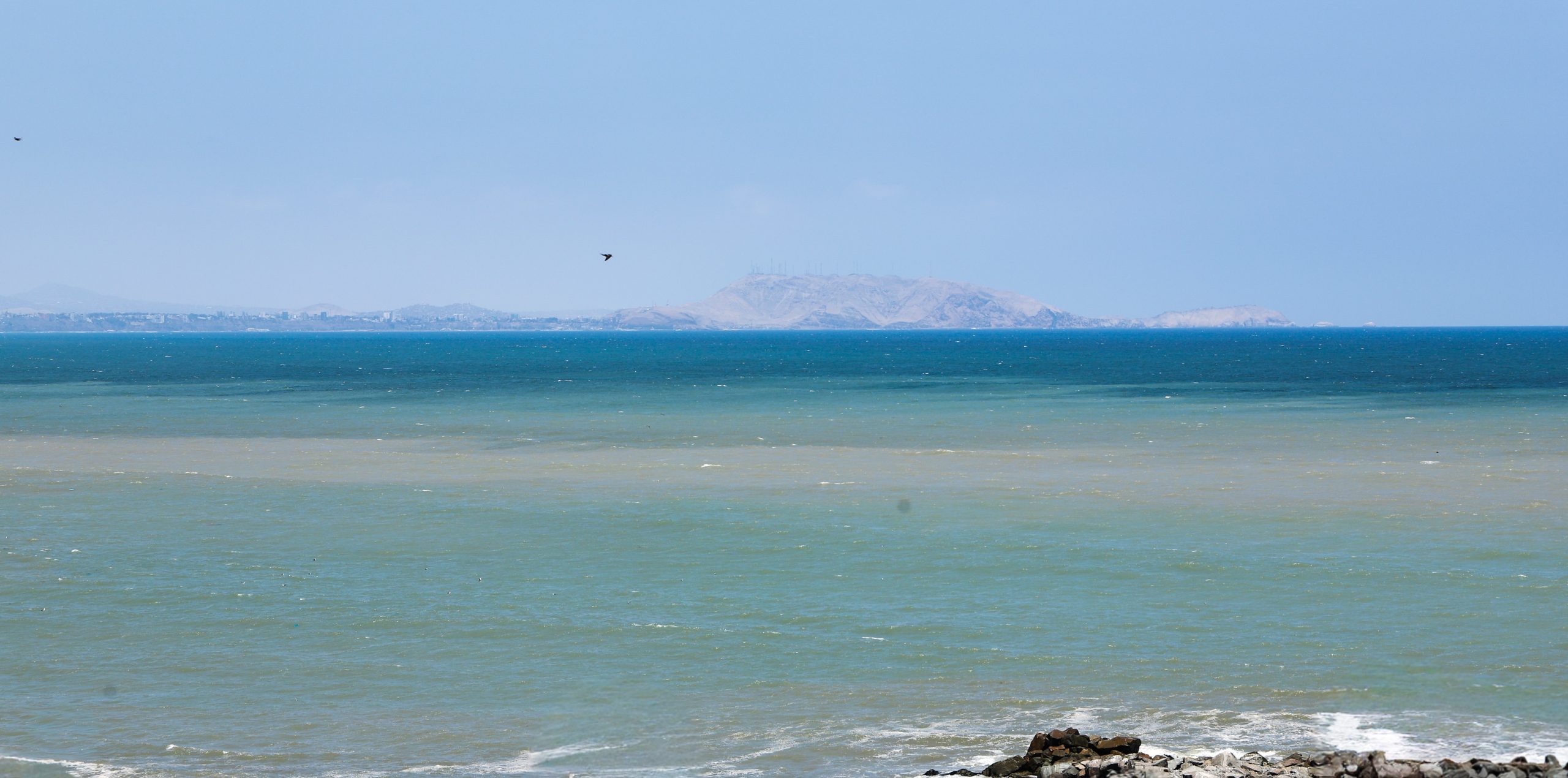 IMARPE identifica microalgas en el mar de Lima y explica los cambios de coloración
